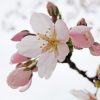 桜の開花予想日どうやって決める？600度の法則って何？