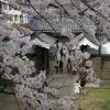 今年もあるの？皇居乾通り桜の通り抜け一般公開はいつ？